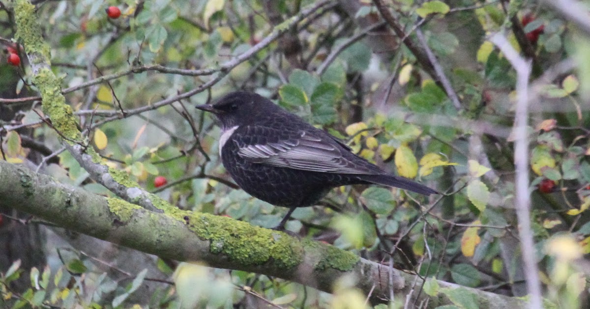 Ring Ouzel Juvenile Ring Ouzel Juvenile