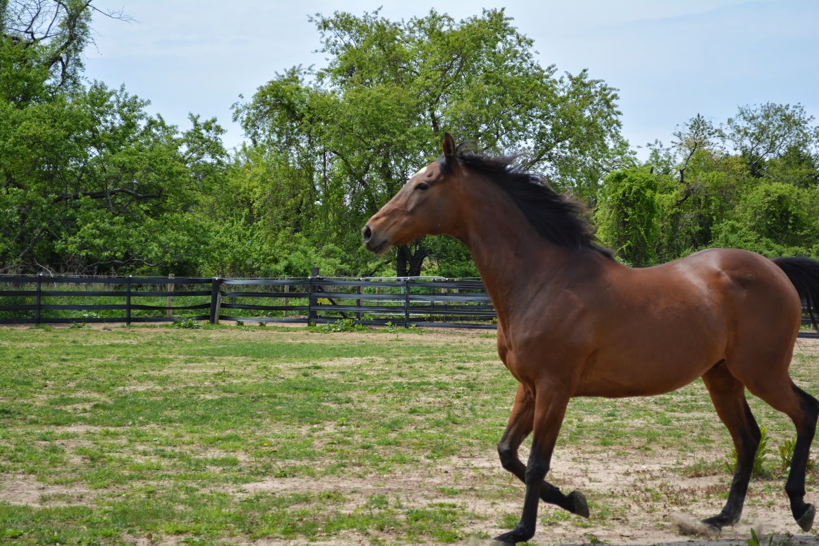 Amaryllis Farm Equine Rescue And Sanctuary Beginning Of Spring At Last