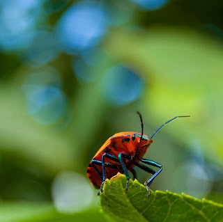 amazing bokeh photography