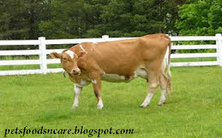 Taking Care of Jersey Cows