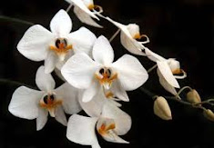 <i>Phalaenopsis amabilis</i>