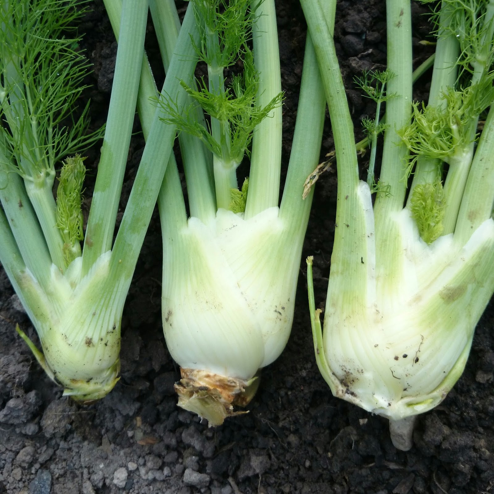 POKOK FENNEL YANG BERAROMA UNIK Rangkuman Cara Bertanam Lengkap