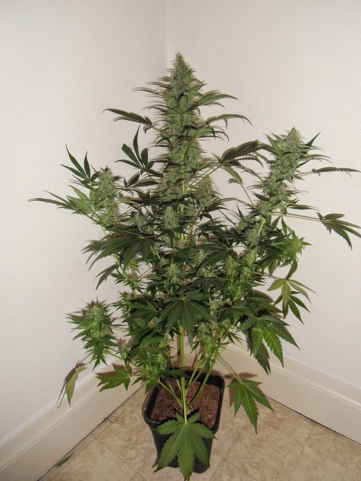 60 Days Wonder DNA genetics