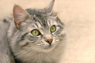 貓瞳孔 cat's slit-shaped pupil