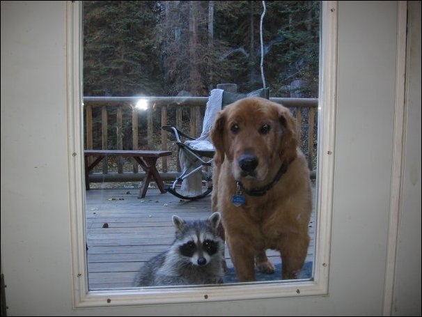Dog and raccoon are friends, dog pictures, raccoon pictures, animal friendships