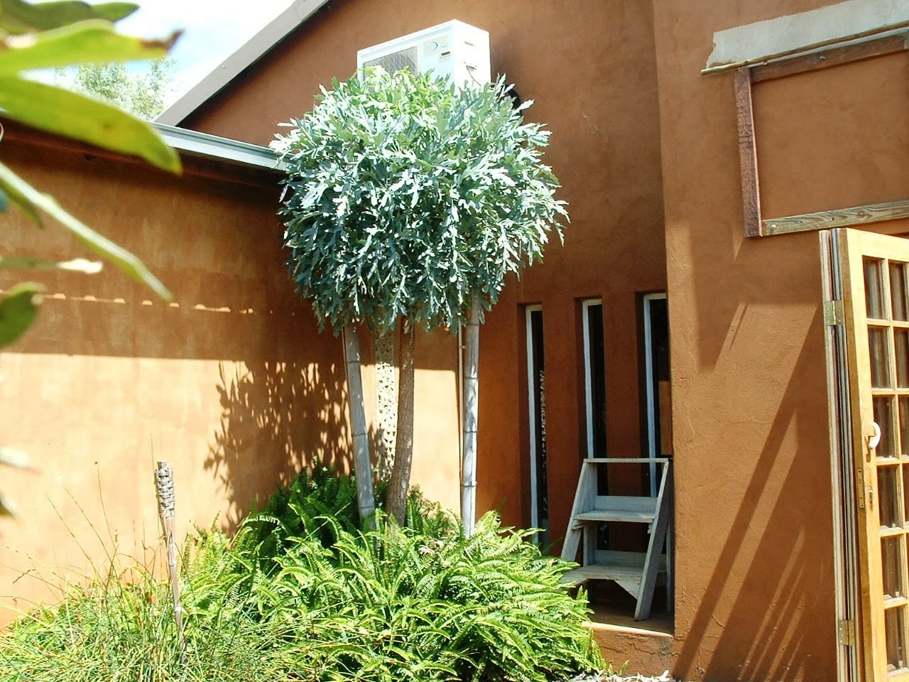 Gardening in Africa Kiepersol (Cabbage Tree) Cussonia paniculata