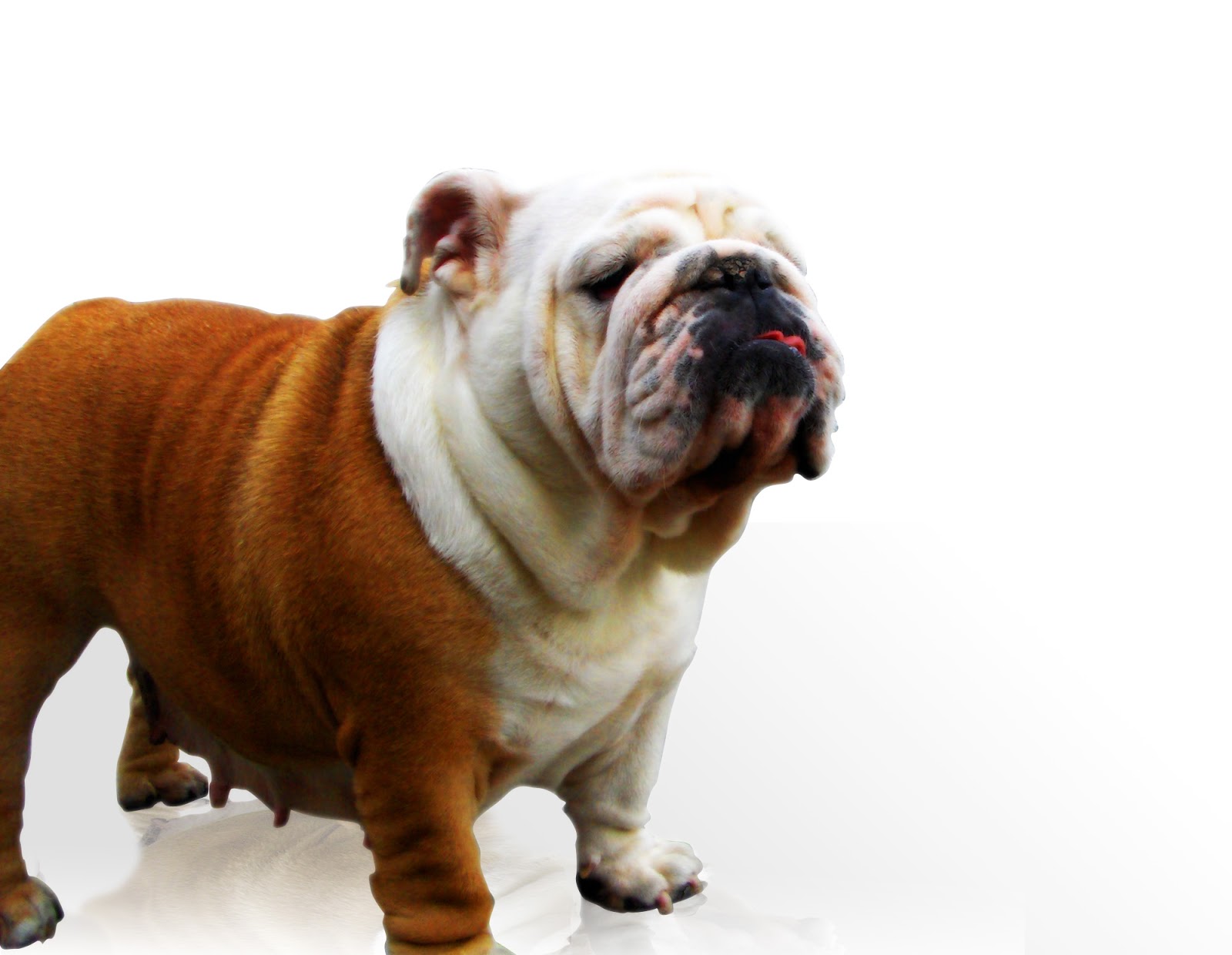 Club Mascodín: Conoce tu raza...el Bulldog Inglés Club Mascodín: Conoce tu raza...el Bulldog Inglés