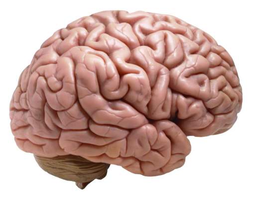 Lean Thinking: How Does Our Brain Work? - Part 1