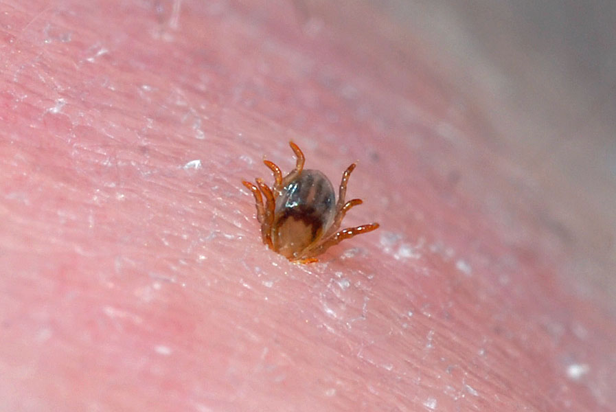 Natural Paralysis Tick Prevention For Dogs Natural Paralysis Tick Prevention For Dogs
