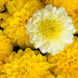 Marigold Flowers Wallpapers - Amazing Picture Collection