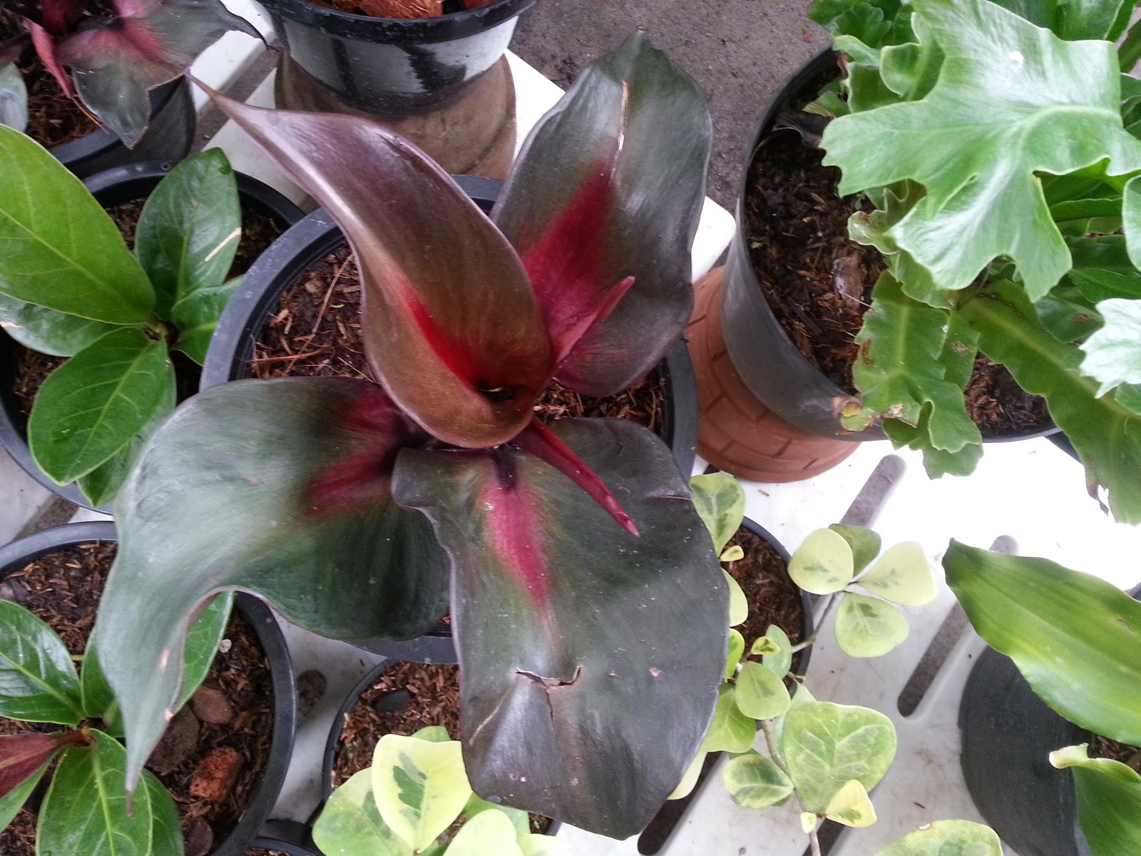 Philodendron Gardener Some Philodendrons On Sale At The Orchid Show In Qc Memorial Circle