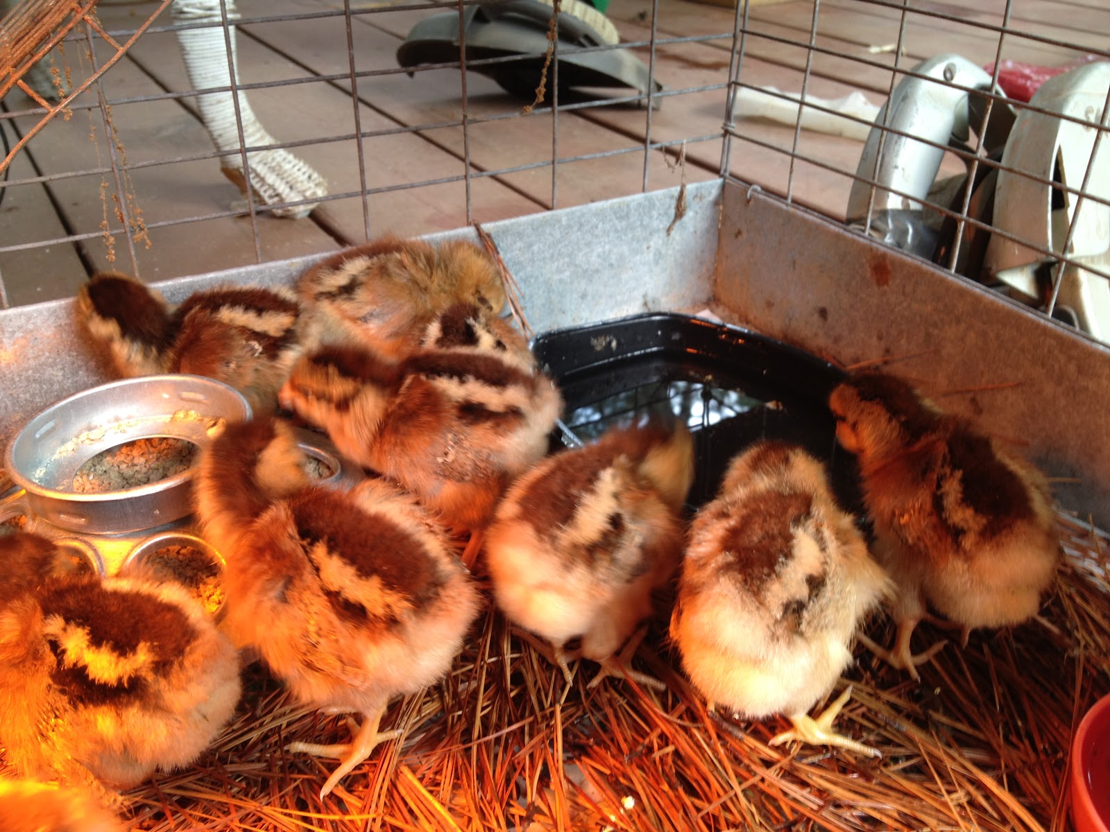 Becky's Barnyard Welsummer Baby Chicks