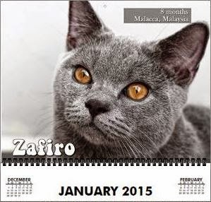 Zafiro the January15 Model for Cutest Furkids - Lovecats Wall Calendar