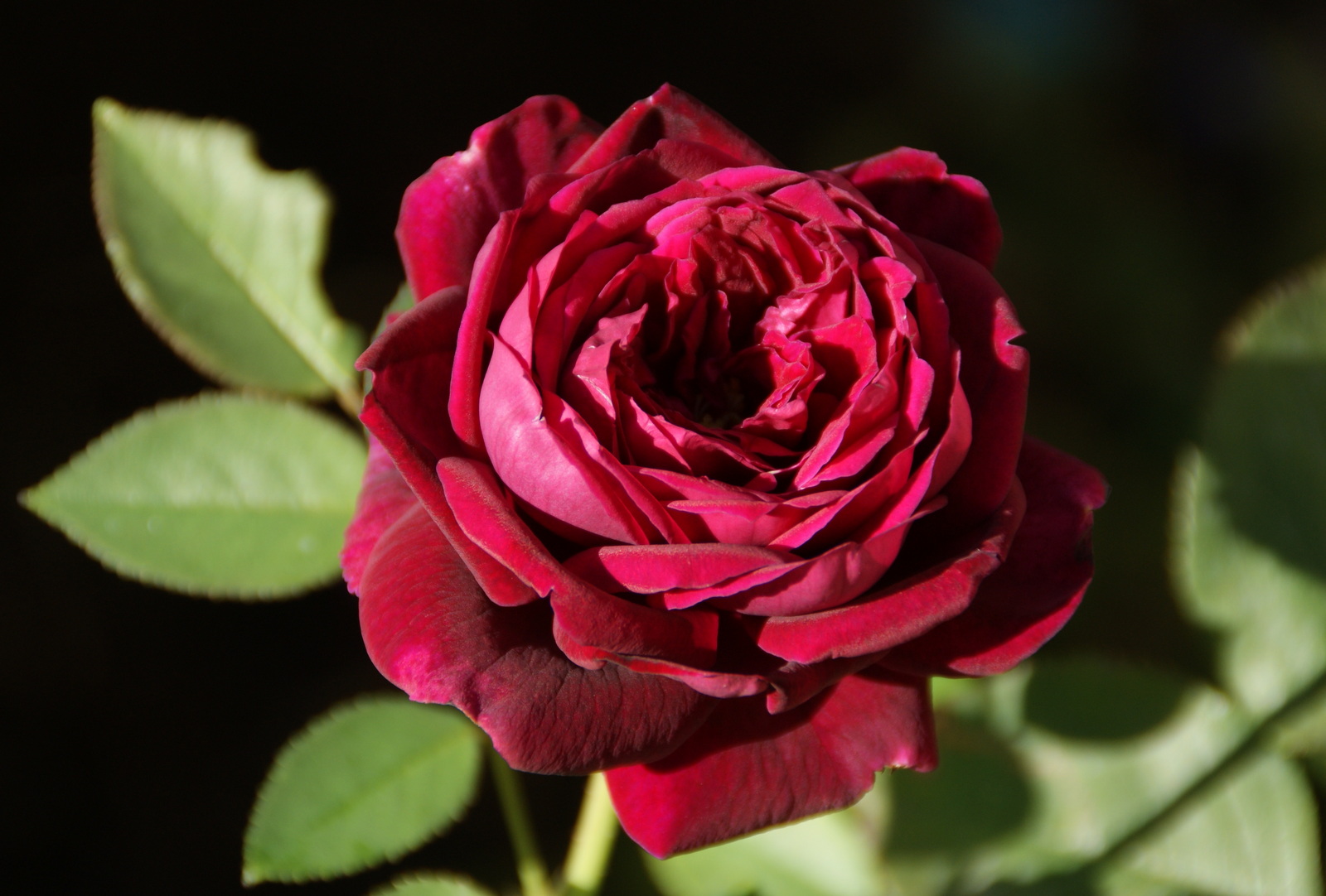 Organic Garden Dreams: October Roses