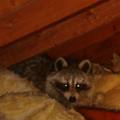 Don't worry the Raccoons already have a new floor plan all figured out for your attic. Water Feature here below the hole where the vent cover used to be. Poop here sleep there. http://brssremoval.com/A_Raccoon_Has_Ripped.html