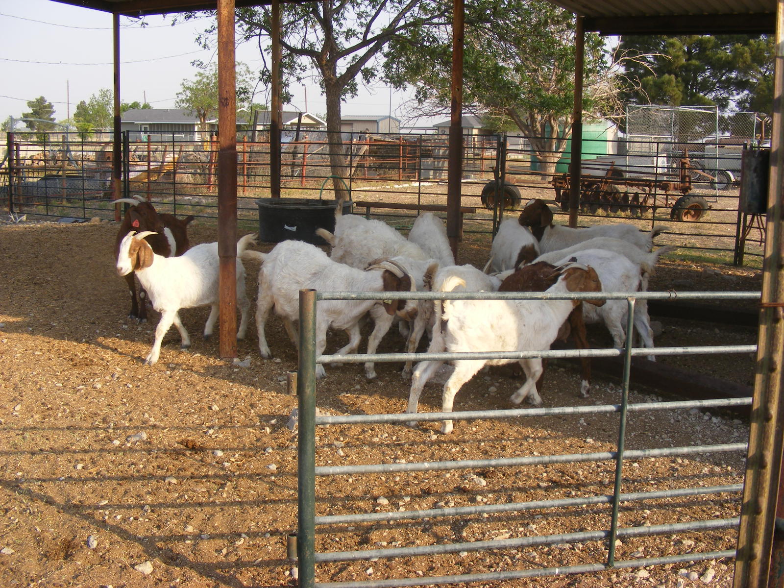 Camp Follower Bags and Quilts: the goat farm