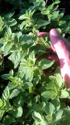 Siguaraya+Plant SANSE! SANTERISMO! PUERTO RICAN BRUJERIA & ESPIRITISMO!: Herbs in ...
