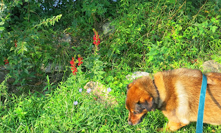 Theda investigating W.V. stream flowers