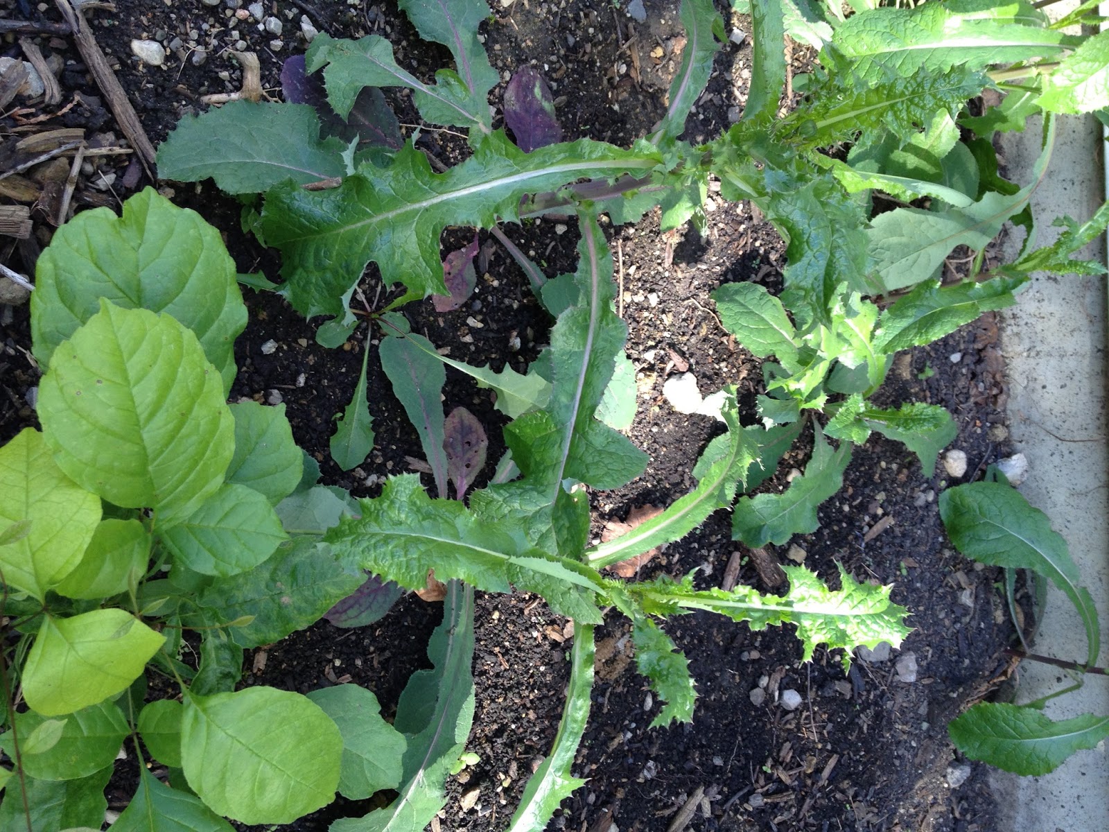 The DIY Guinea Pig Weed Killer