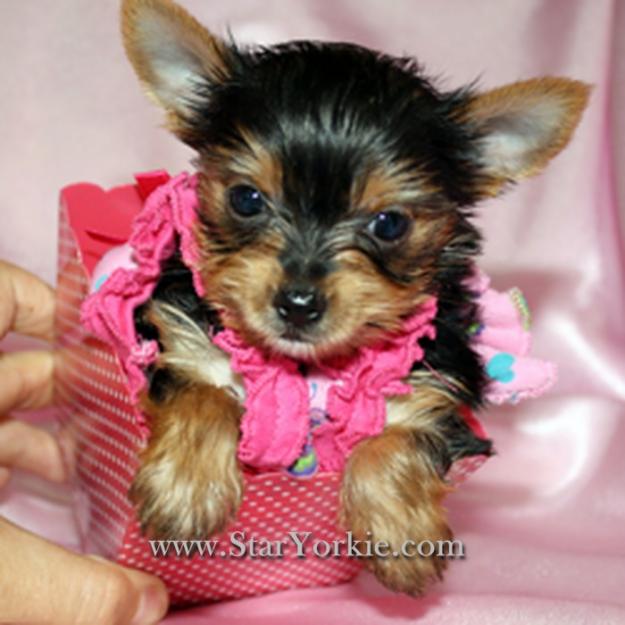 yorkie puppies in pa akc yorkie breeders in pa to akc yorkie breeders in pa just breeds picture yorkie puppies in pa akc yorkie breeders in pa to akc yorkie breeders in pa just breeds picture