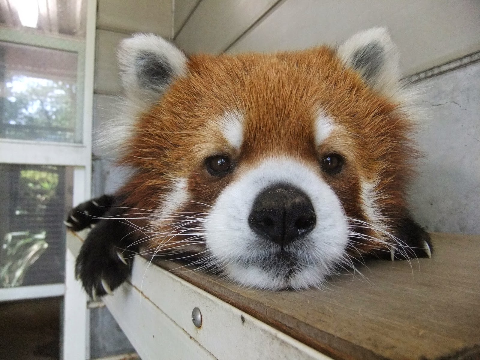 レッサーパンダの画像 原寸画像検索