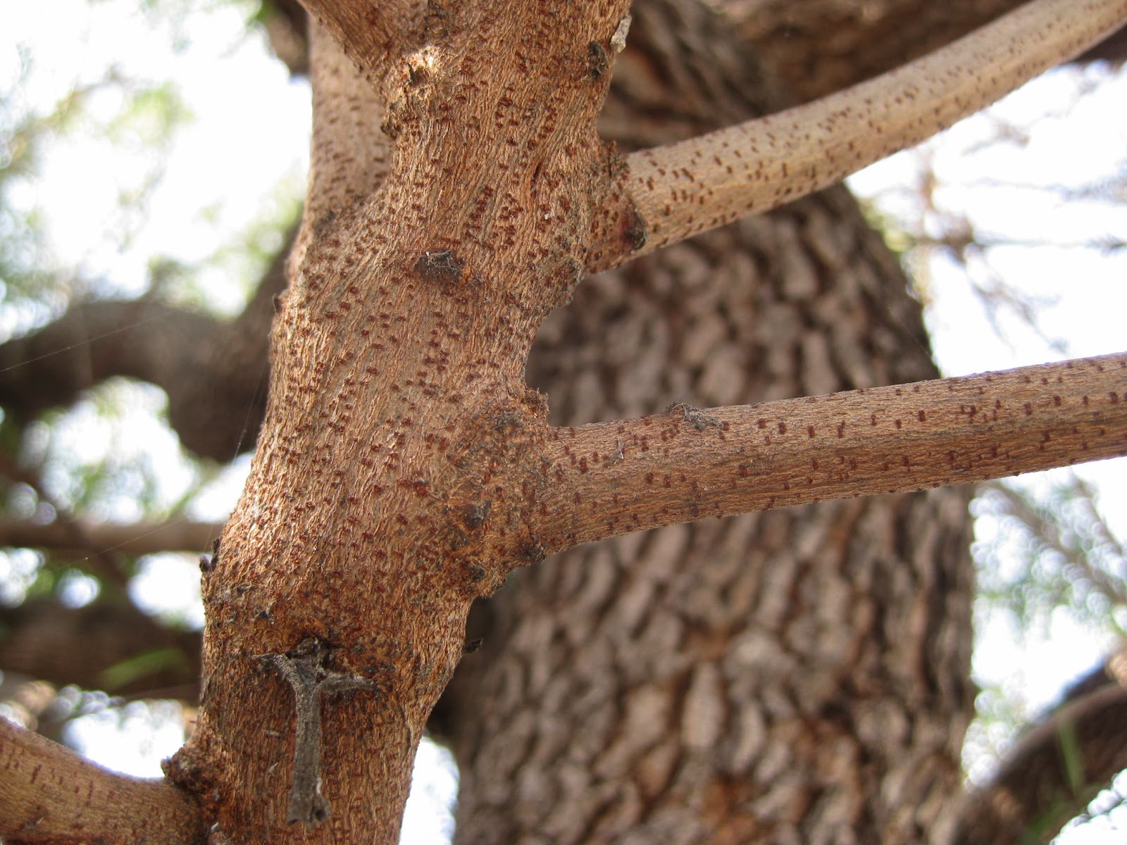 Trees of Santa Cruz County Rhus lancea African Sumac