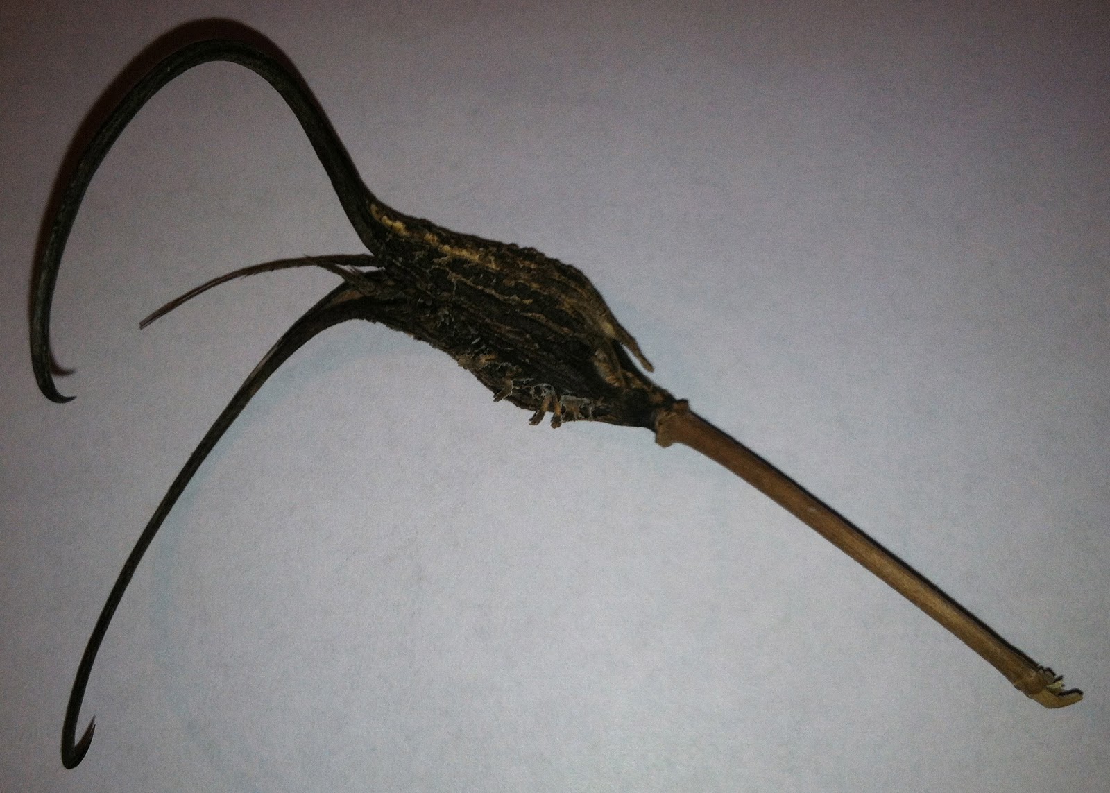 In Christ The Devil's Claw