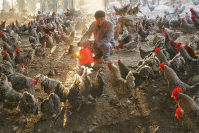 China Bird Flu New Year