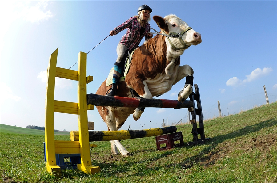 Cow+jumping.jpg