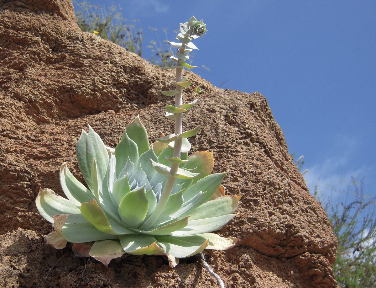 Burger's Onion Succulents of Coastal Southern California Dudleya
