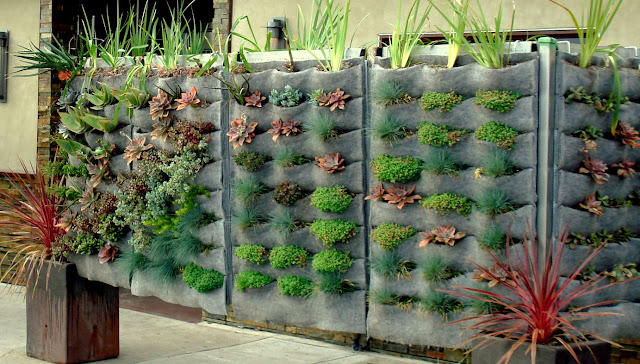 jardim vertical no muro: muro foi coberto com um lindo jardim vertical com vários tipos de jardim vertical no muro: muro foi coberto com um lindo jardim vertical com vários tipos de