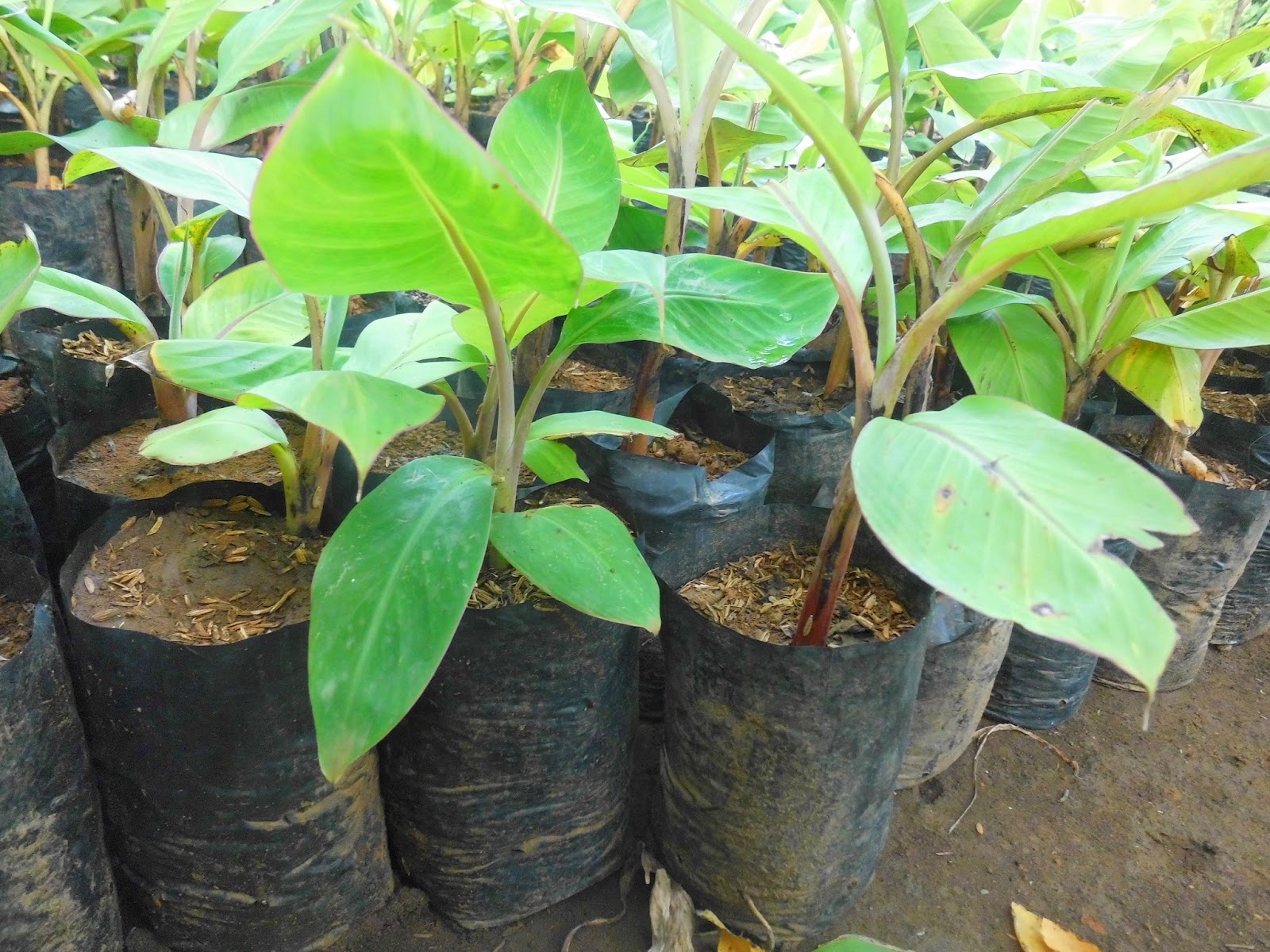 Bibit Pisang Unggul Purworejo Mengenal Pisang Cavendish si Pisang