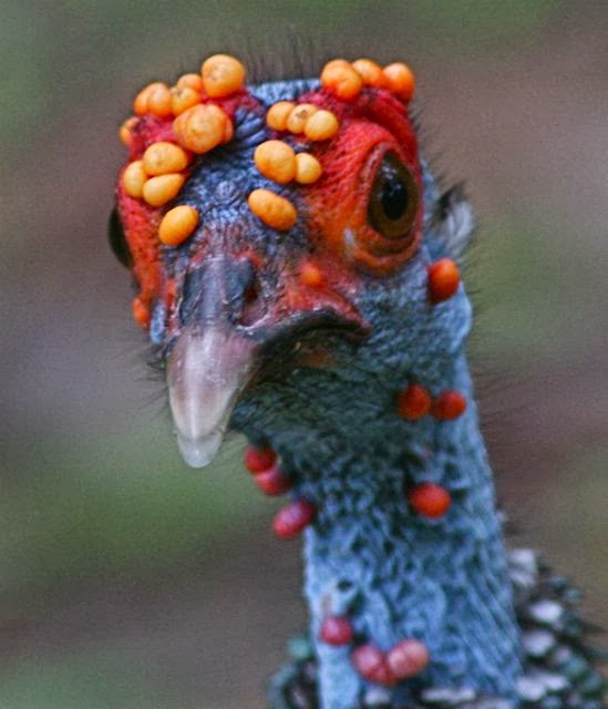 John K Stuff: Free Birds AKA Time Turkeys