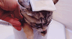 Funny cats - part 85 (40 pics + 10 gifs), kitten gets a warm bath gif