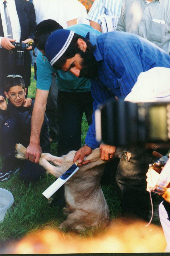 The Tiny Chapel How Many Lambs Were Sacrificed at Passover?