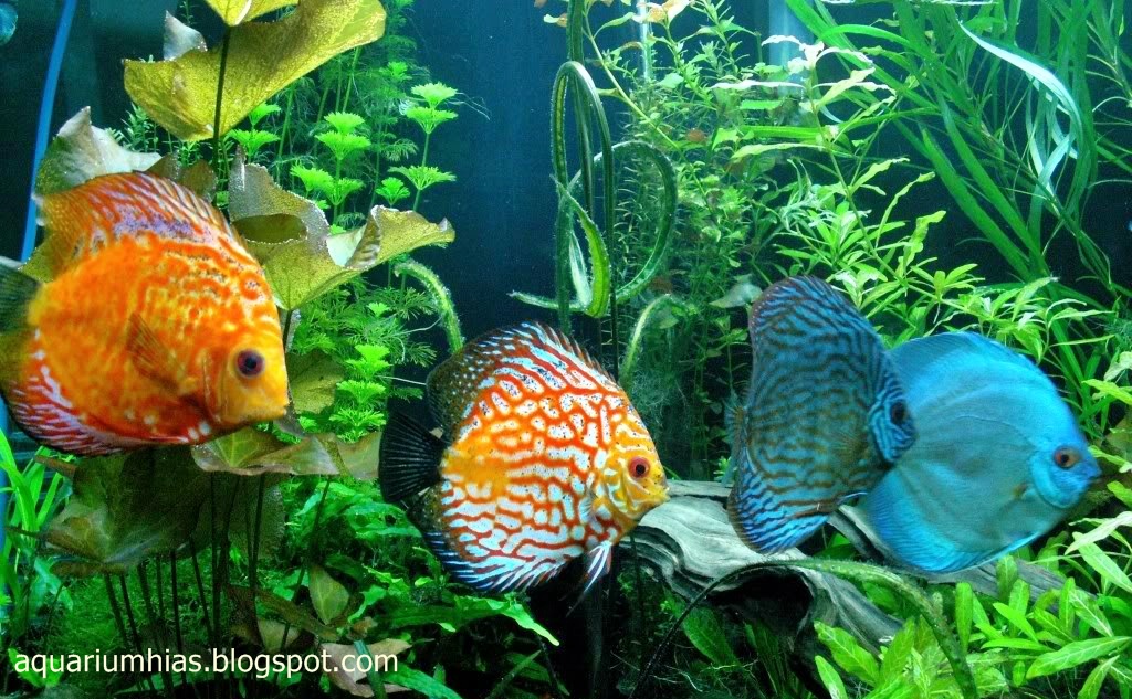 tips memelihara ikan discus dalam aquascape informasi dunia air tips memelihara ikan discus dalam aquascape informasi dunia air