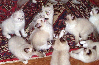 cute ragdoll cat kitten puss pussy pussycat grimalkin kat mace pisik kotka gat macka kocka kass pusa kissa gato katze macska kottur kakis kate qattus kot pisica macka katt kedi con meo kucing pets, huisdieren, animaux de compagnie, Haustiere, animais, Animale de companie, animales domesticos, husdjur, Evcil Hayvan, anifeiliaid anwes, domace zvali, binatang kesayangan, augintiniai, animali domestici, peatai, bet kay, lemmikit, mga alagang hayop, domaci zvirata, kucni ljubimci, animals domestics, maskotak, binatang peliharaan cute ragdoll cat kitten puss pussy pussycat grimalkin kat mace pisik kotka gat macka kocka kass pusa kissa gato katze macska kottur kakis kate qattus kot pisica macka katt kedi con meo kucing pets, huisdieren, animaux de compagnie, Haustiere, animais, Animale de companie, animales domesticos, husdjur, Evcil Hayvan, anifeiliaid anwes, domace zvali, binatang kesayangan, augintiniai, animali domestici, peatai, bet kay, lemmikit, mga alagang hayop, domaci zvirata, kucni ljubimci, animals domestics, maskotak, binatang peliharaan