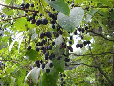 grancy beard fruit virginicus chionanthus gray grey plant tree graybeard hill farm gold plants