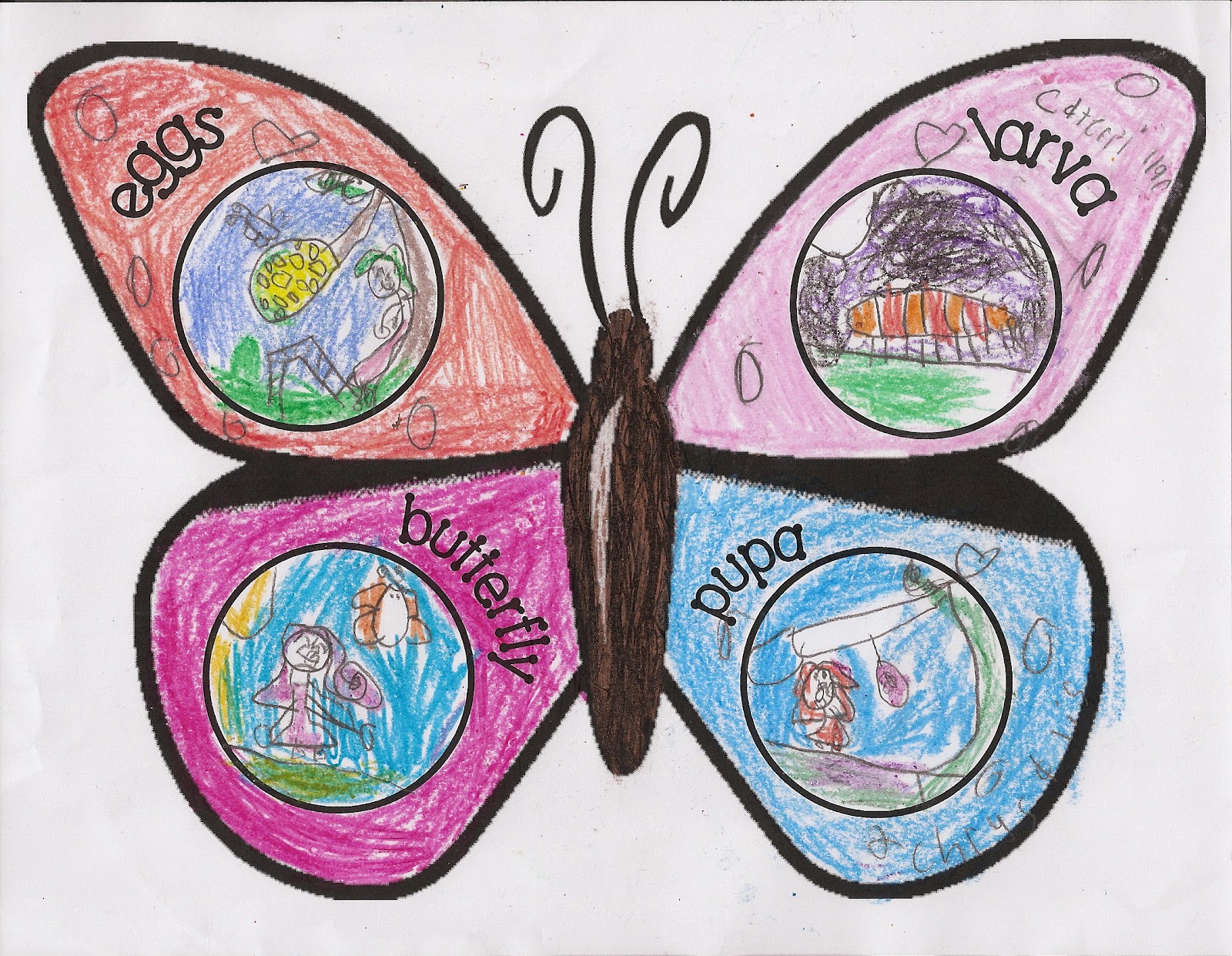 Butterfly make sentence for class 3 image