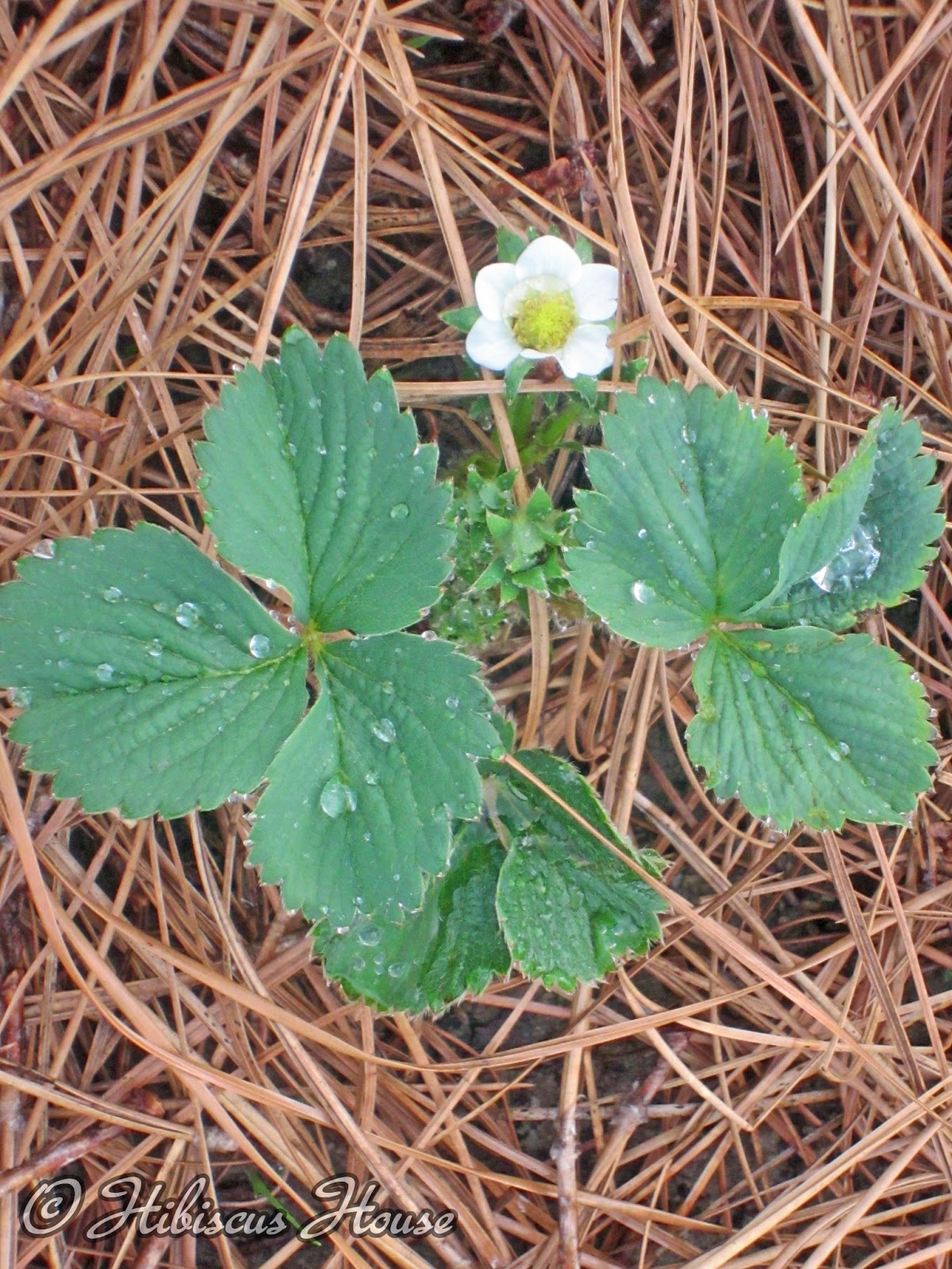 Hibiscus House Strawberry Patch & Wild Critter