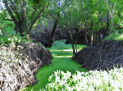 Algae-covered ditch inside Barker Reservoir