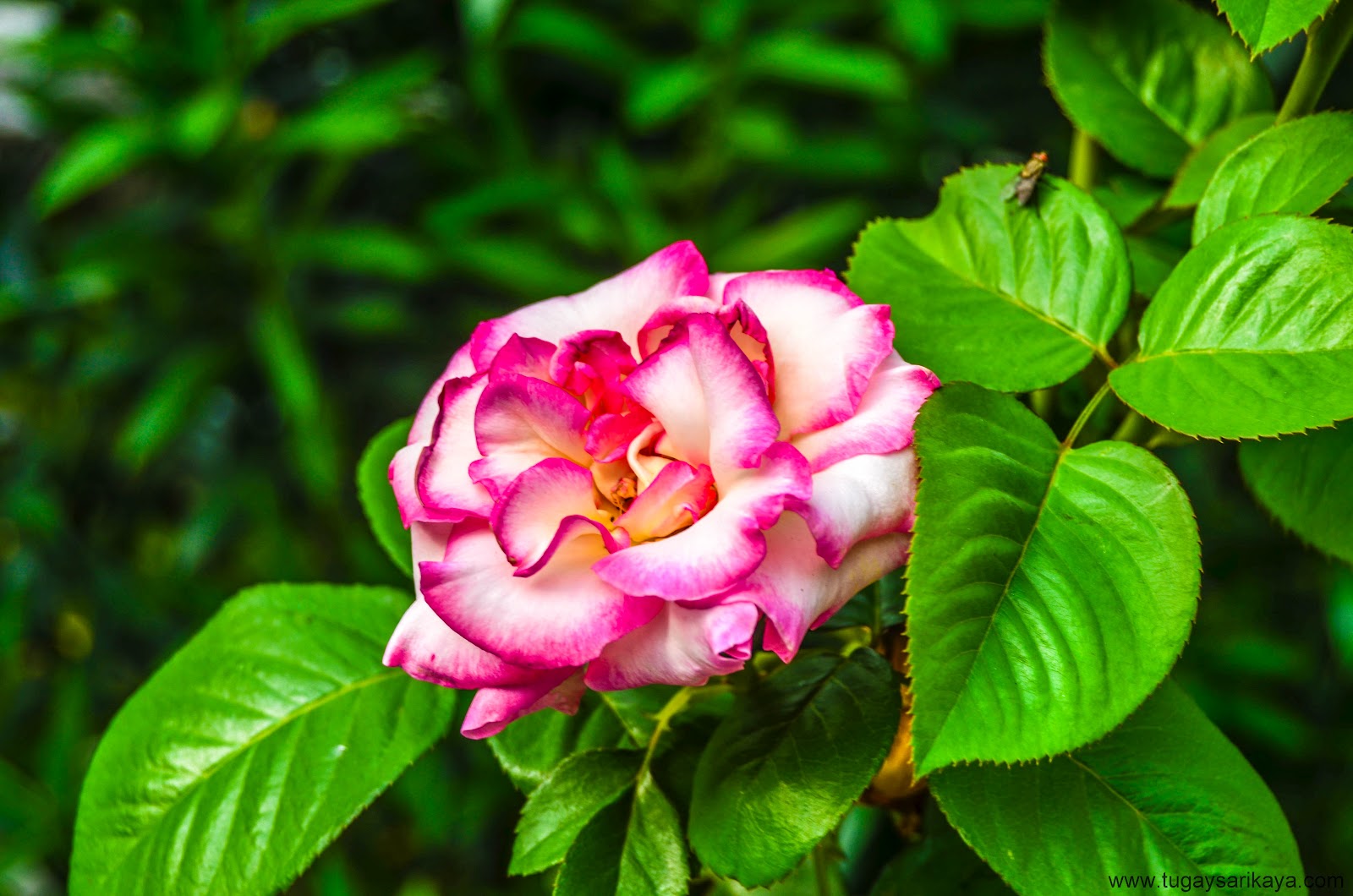colorful rose pictures