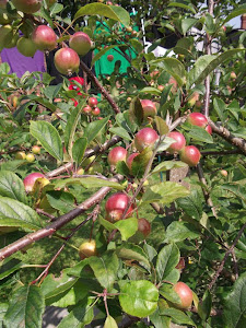 Eating apples on Charlie's tree..