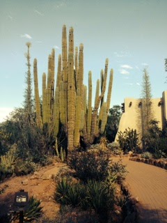 desert plants arizona