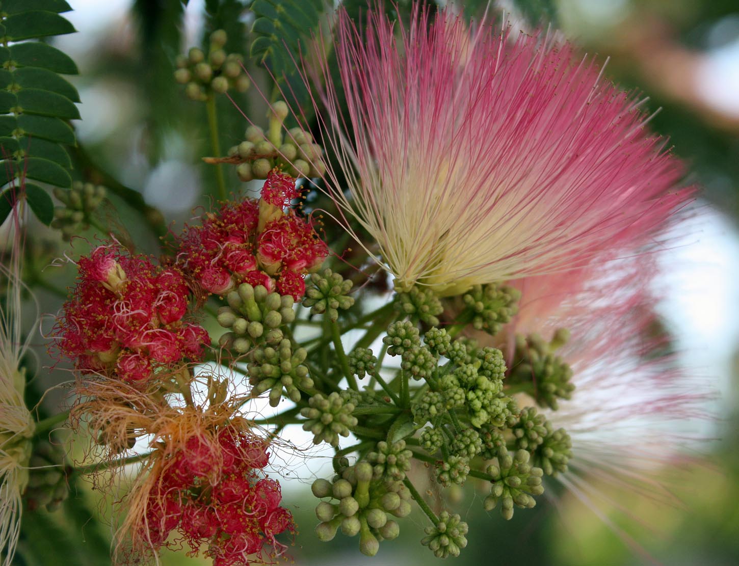 Southern Lagniappe Mimosa The Sleeping Tree