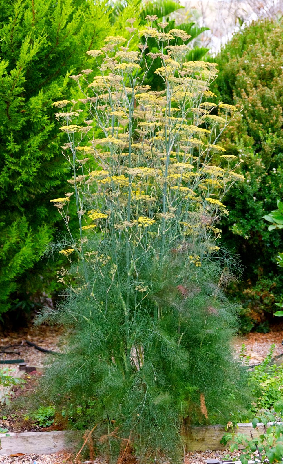 The Gardens of Petersonville Summer Fennel Flowers