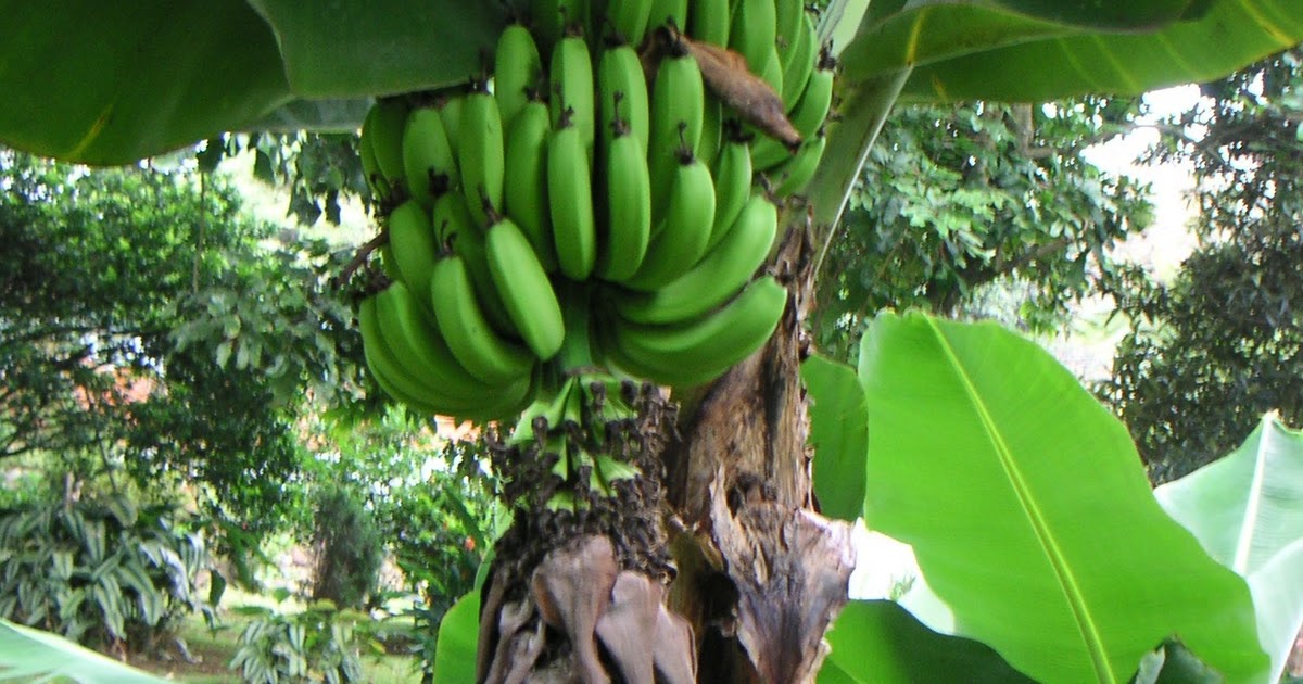 The Anthropology of Honduras The Banana Production in Honduras