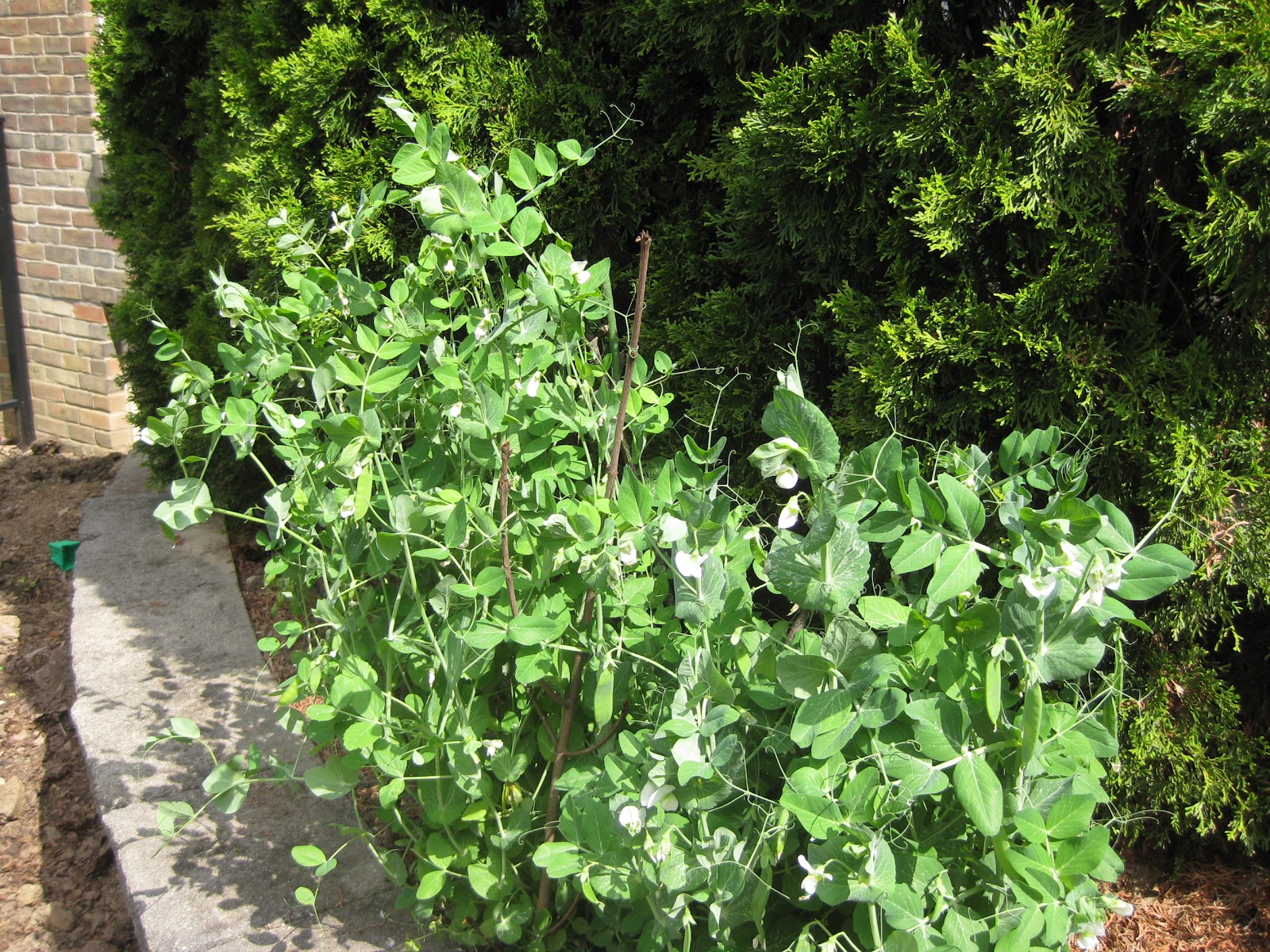 Welcome To Gardens For You Polygala Fruticosa Sweet Pea Bush