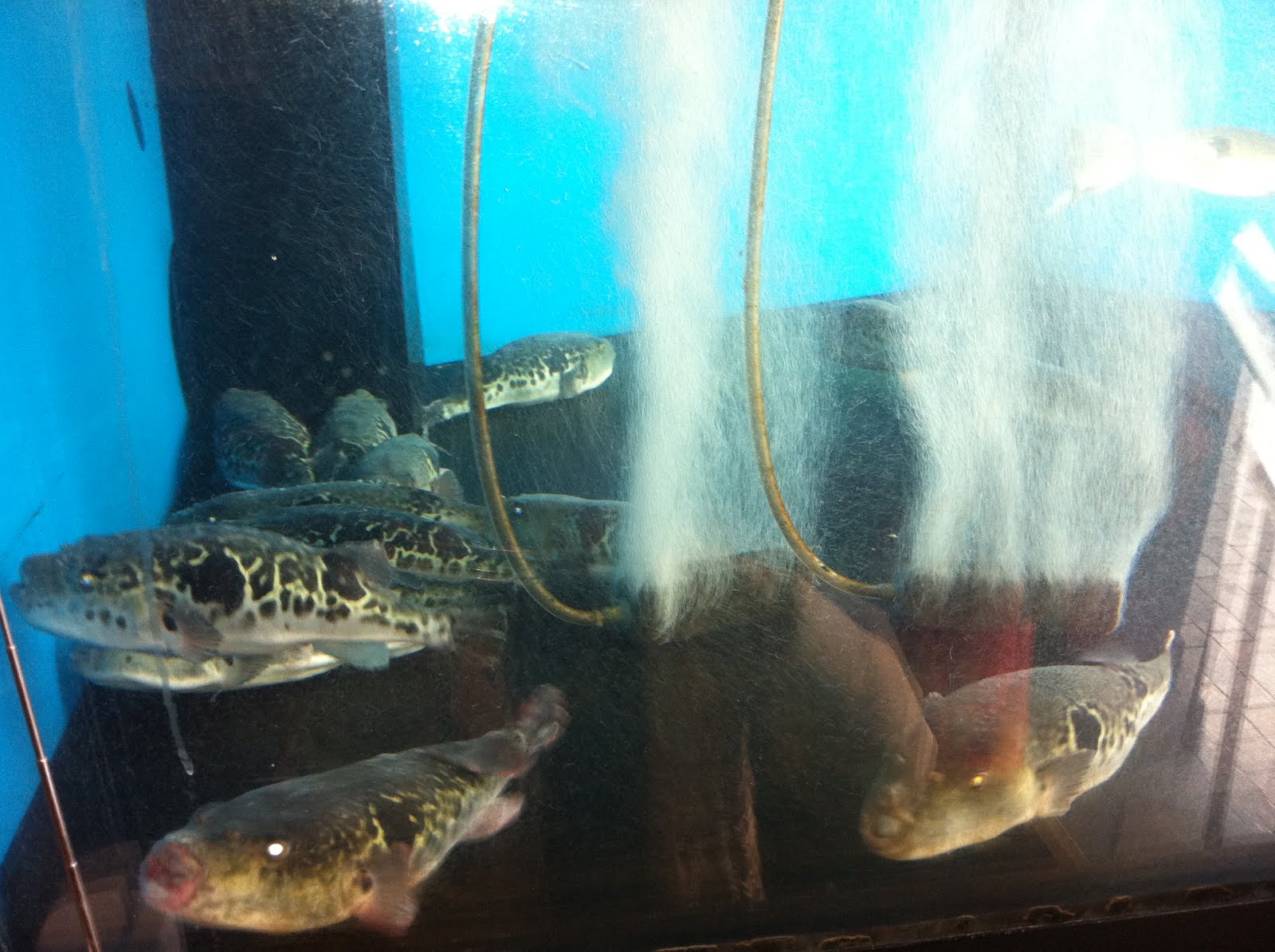 Mums and Kids ★ Japan Fugu (puffer fish) the hidden Japanese cuisine