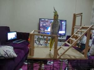 Sultan Papağanı Fiyatları Sultan Papağanı Fiyatları